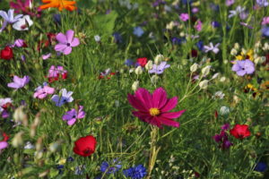 flowers-3571119_1920