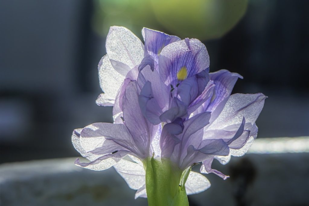 Breathing Iris