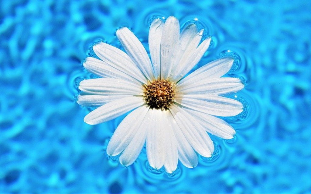 Swimming into Meditation