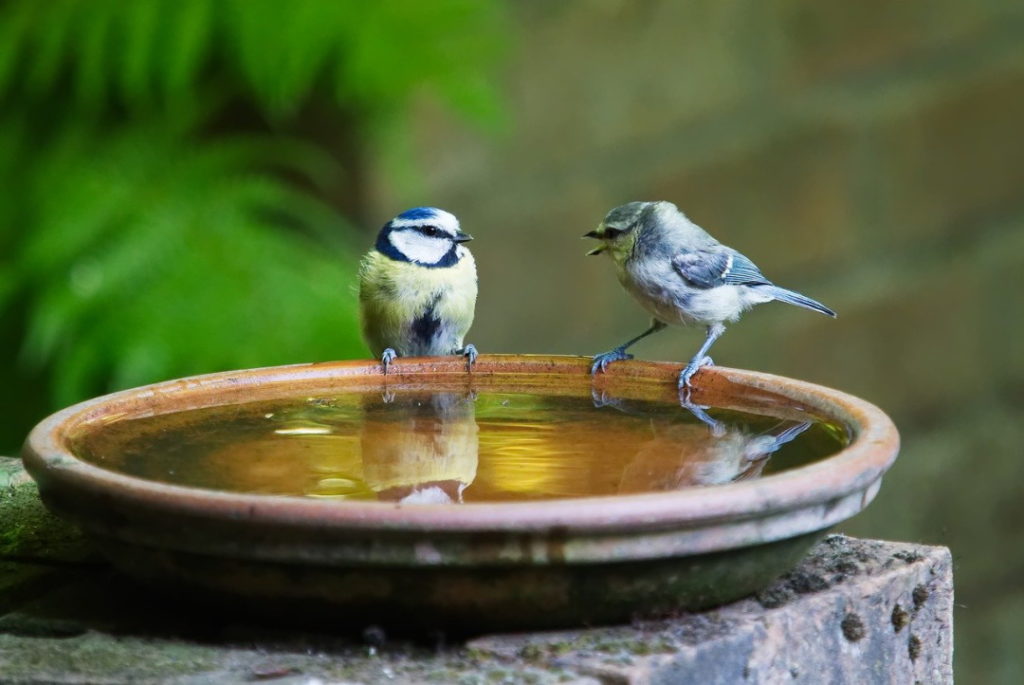 conversation-3513843_1280 via Pixabay