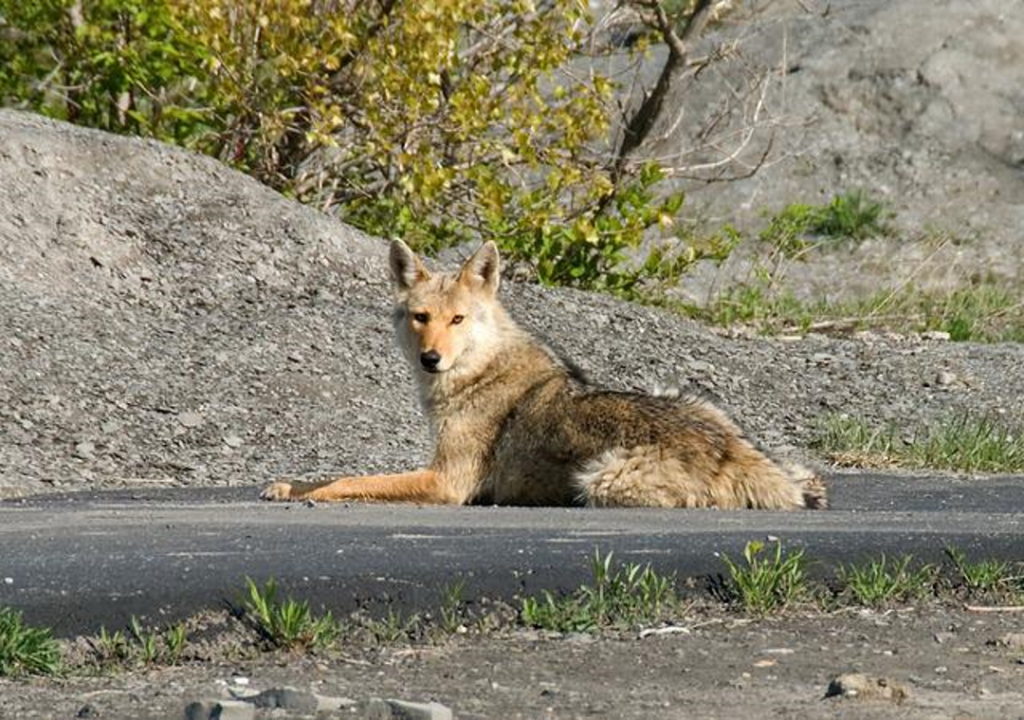 Perspective - Coyote