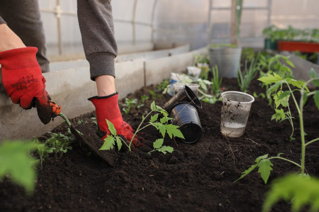 Cultivating Wellness Within