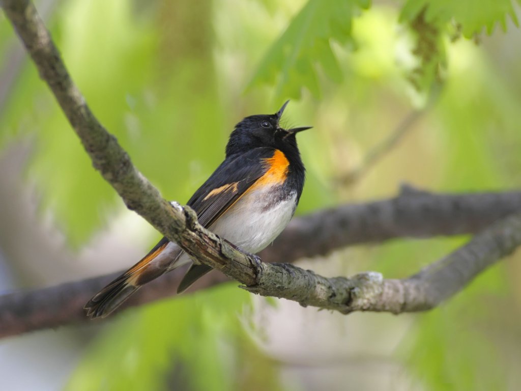 Singing Birds