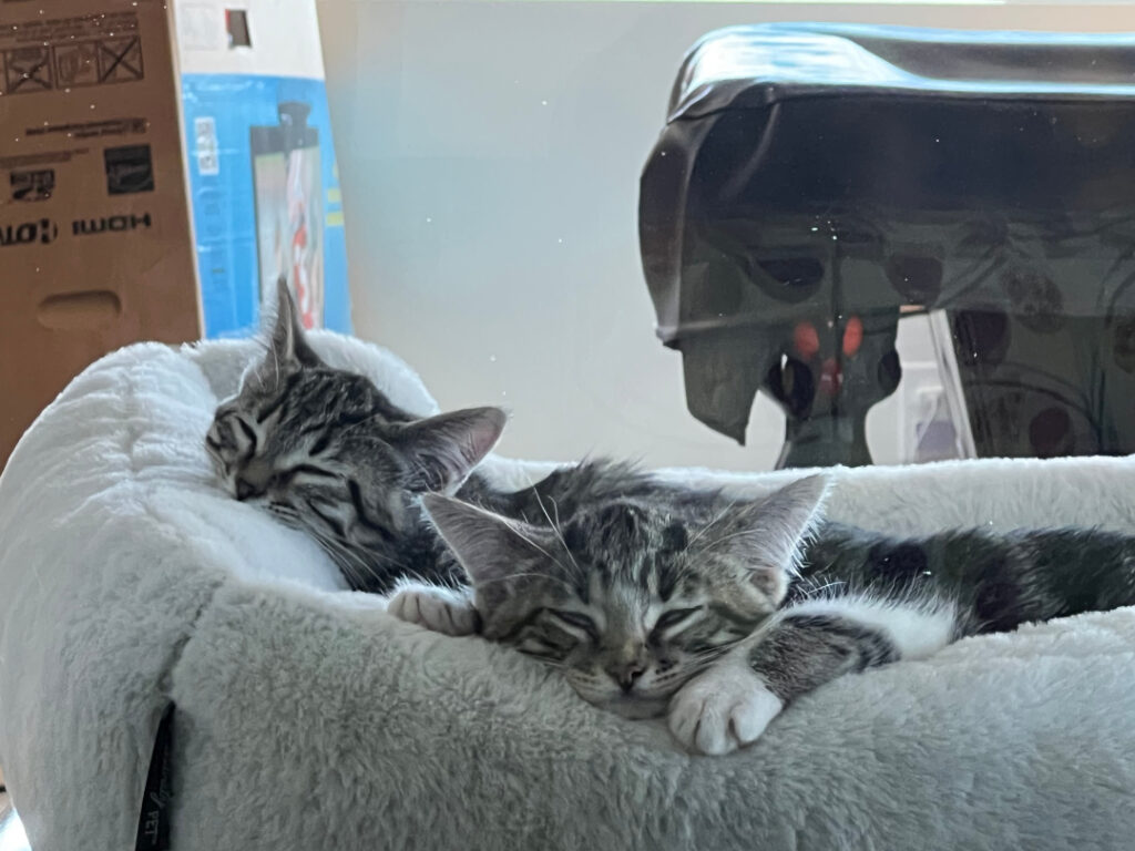 Kittensx1080