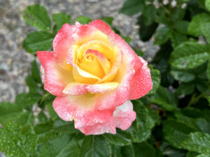 Cyndi Rose 1 - Blog