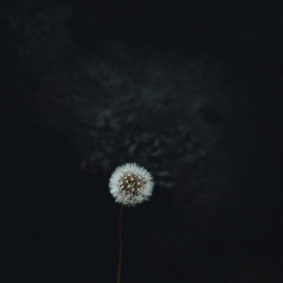 Stark Dandelion SQUARE