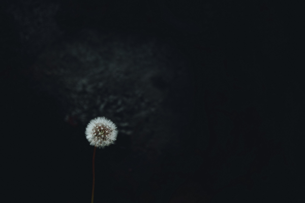 Stark Dandelion 