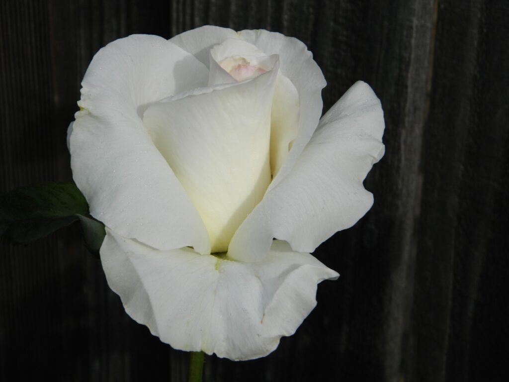 March 2015 Moms Roses 066