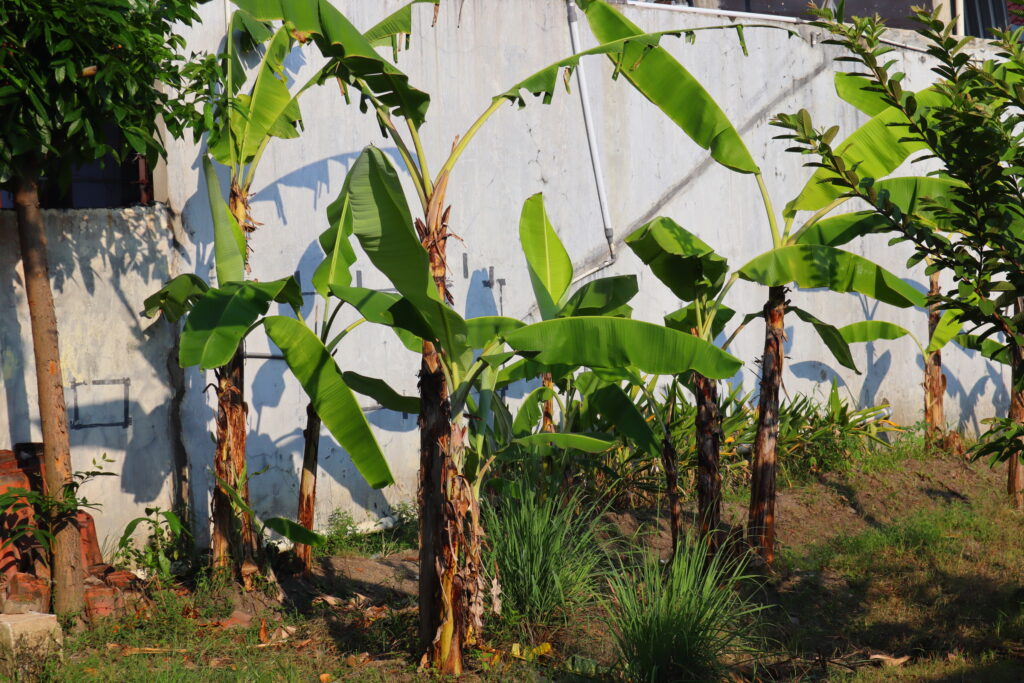 Banana Plant