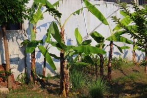 Banana Plant